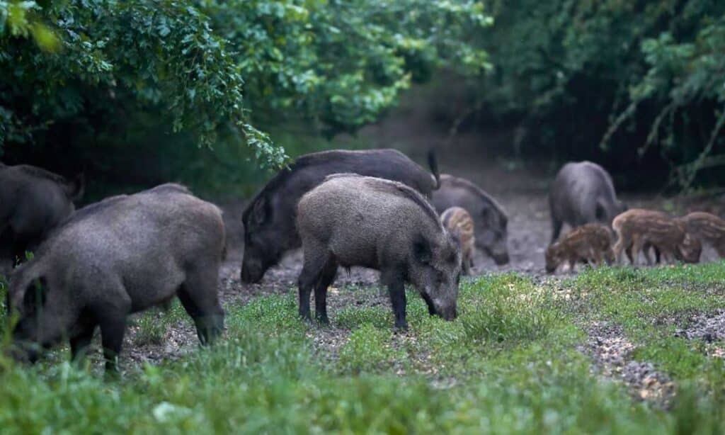 Feral Pigs