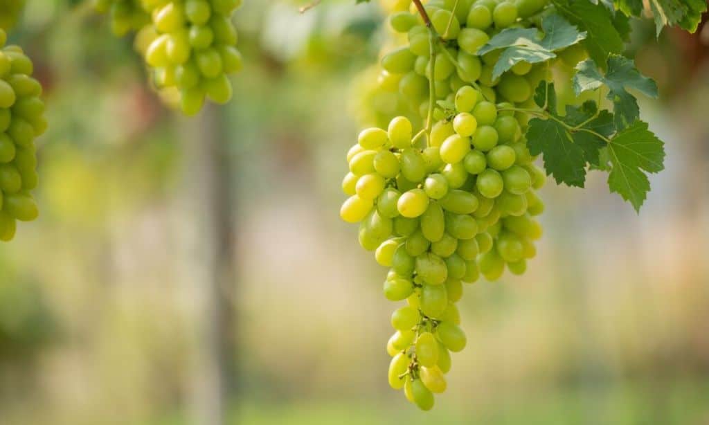 Grapes