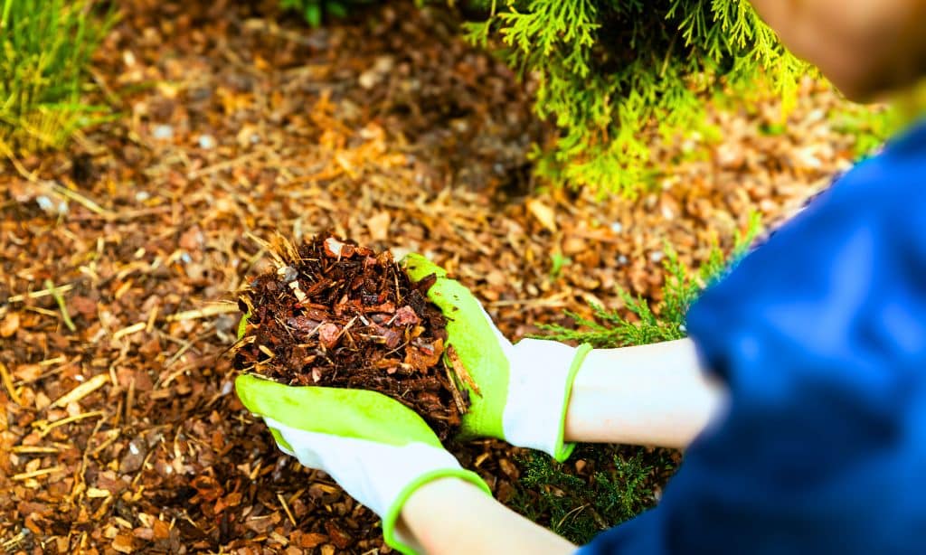 Mulching Techniques in Organic Farm