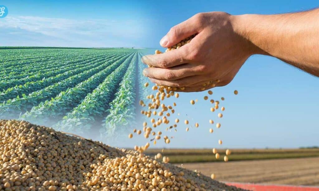 Top crops that dominate American exports 