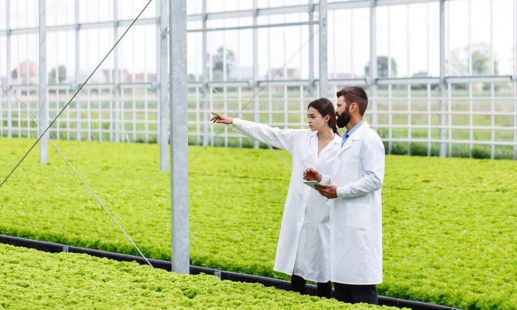 Vertical Farming and Hydroponics