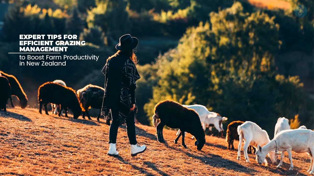 Efficient Grazing Management In New Zealand