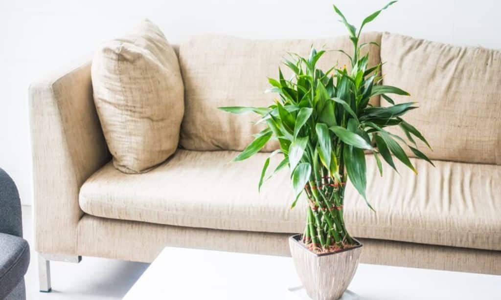 Bamboo Palm
