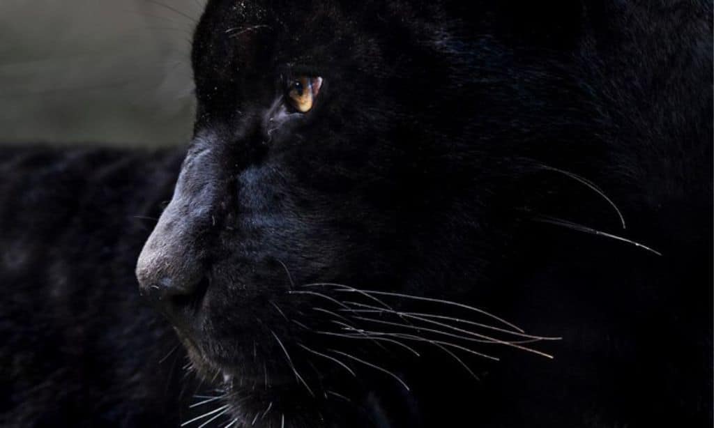 Black Panther (2018)