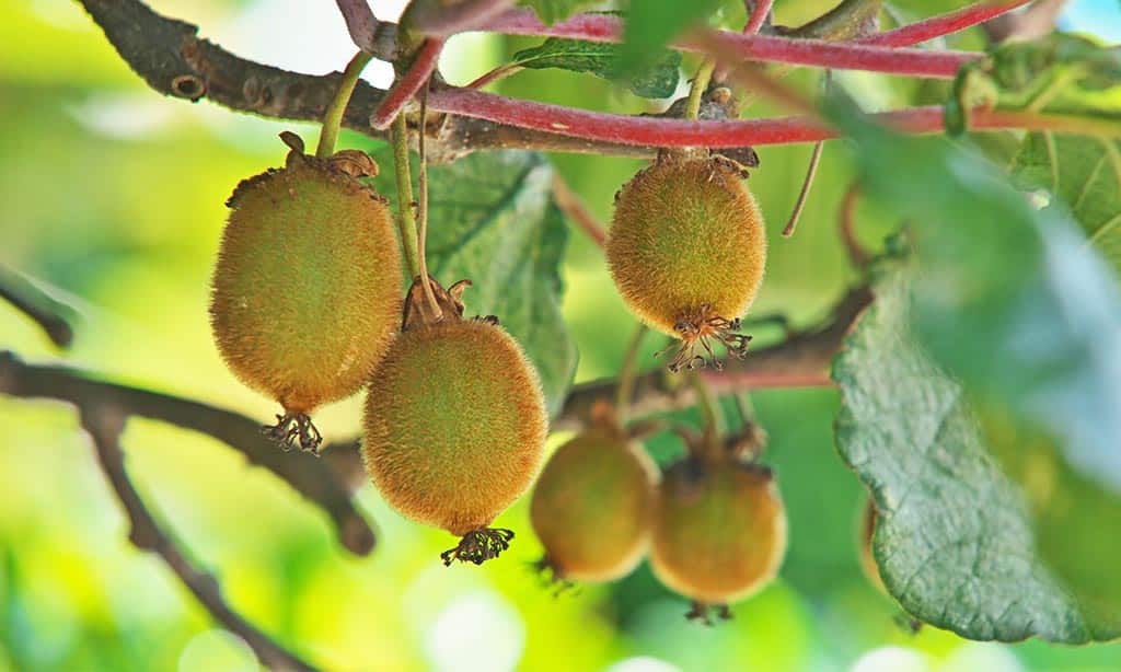 Kiwifruit (Gold and Green Varieties)