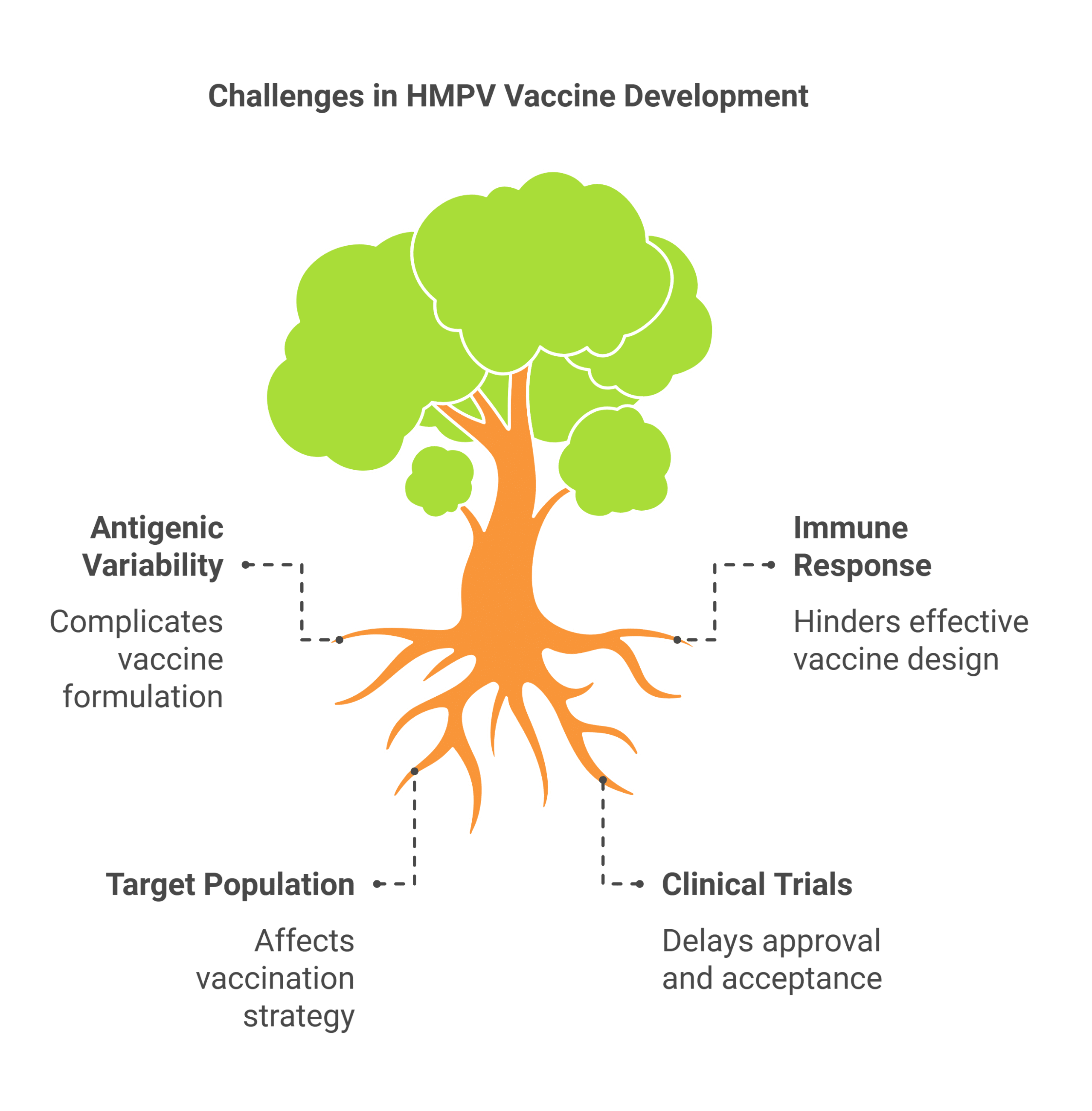 Potential for HMPV Vaccine Development