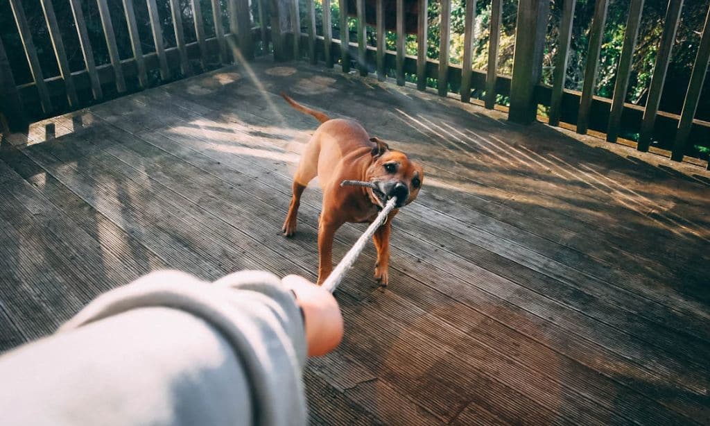 The Emotional Impact of Dog Bites