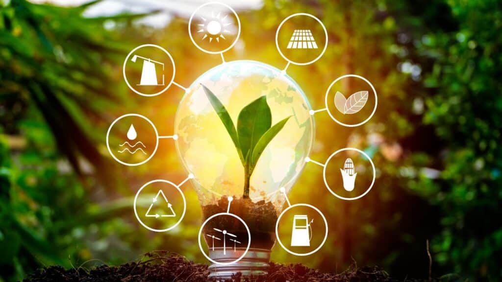 Where Do Green Plants Get Their Energy From