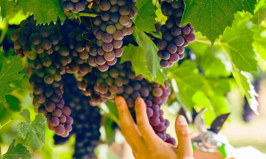 Wine Grapes