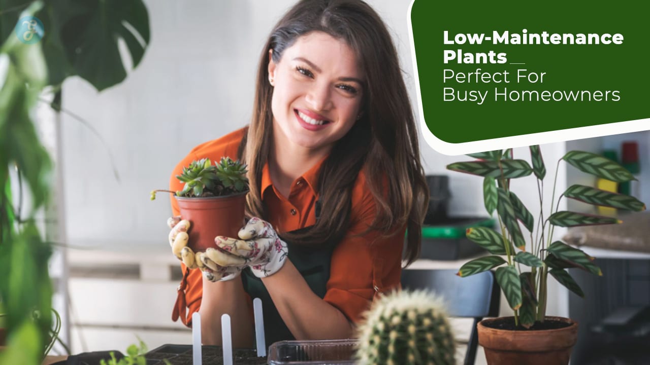 Low-Maintenance Plants