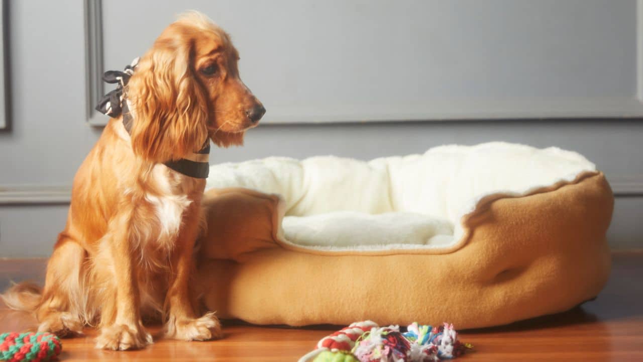 How to Create a Pet-Friendly Accommodation