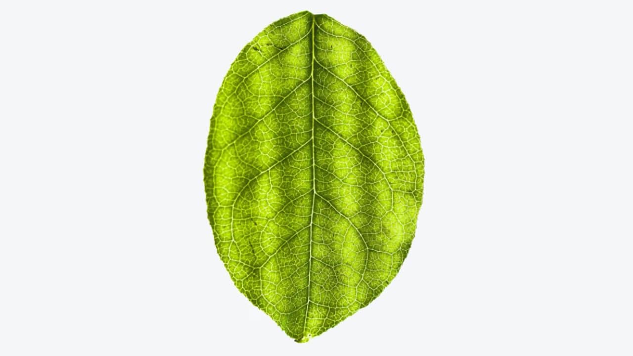Why Regular Tree Maintenance Matters