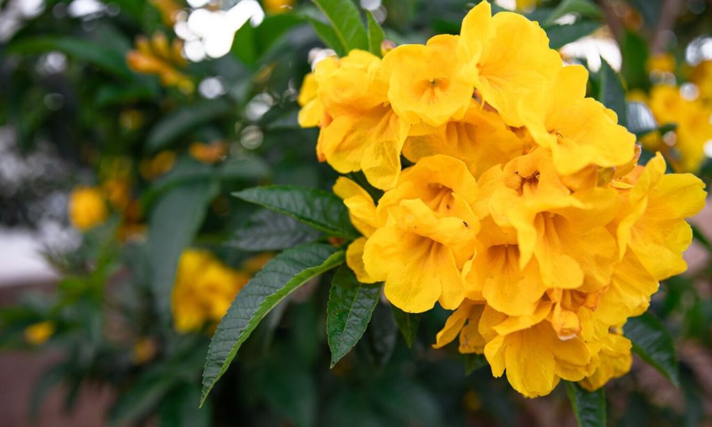 Yellow Oleander